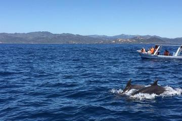 DOLPHINS WATCHING TOUR