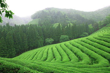 Boseong Green Tea Festival from Seoul
