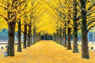 Day Trip to Nami Island with Petite France and Garden of Morning Calm