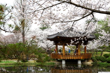 Full day Gyeongju Cherry Blossom Festival Tour