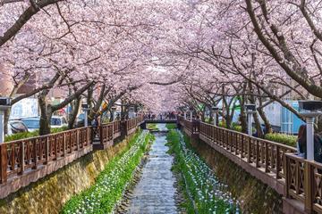 Full-Day Jinhae Cherry Blossom Festival Tour