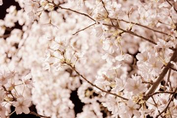 Mysterious Cherry Blossom Tour (Busan)