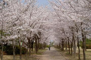 Mysterious Cherry Blossom Tour (Seoul)