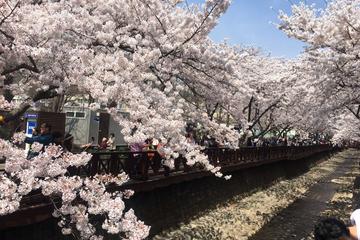 Romantic Jinhae Cherry Blossom Tour (Jinhae Gunhangje 2018) - Depart from Seoul