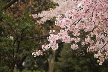 Special Night Cherry Blossom Day Tour