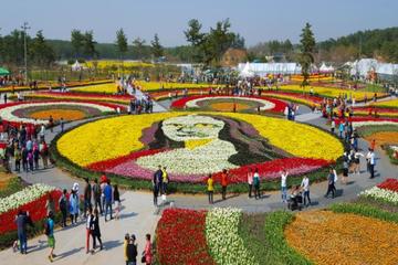 Taean Tulip Festival & Strawberry Picking Day Tour
