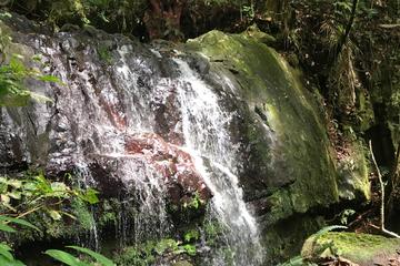 Full-Day Rainforest and Waterfall Adventure from San Juan
