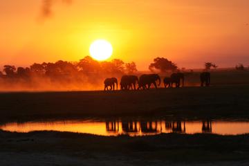 Chobe Game Drive