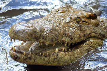 Crocodile Farm Tour