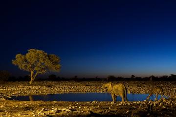 Night Game Drive and Bush Dinner from Victoria Falls