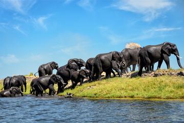 Private Game Drive and Chobe River Cruise