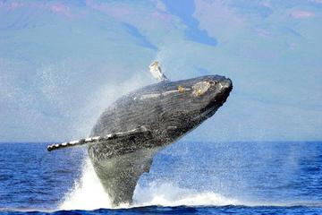 Humpback Whale Watching & Dolphin Search - Sanity Private 2 Hour Charters