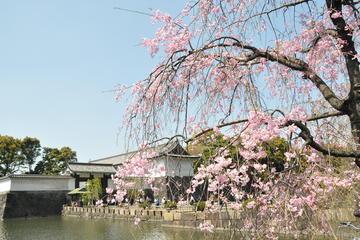 Enjoy Japanese culture, KIMONO & cherry blossom viewing in Marunouchi