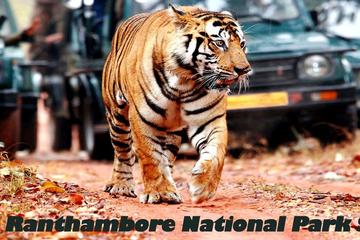 04-Days Private Taj Mahal & Ranthambore Wildlife Safari Tour from Delhi