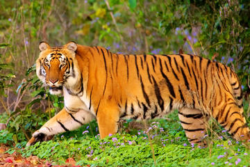 Private Corbett National Park & Nainital Tour from New Delhi