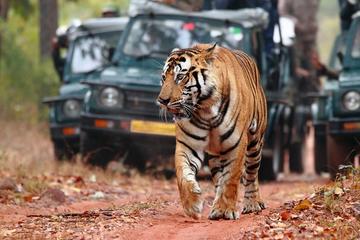 Private Golden Triangle Tour with Ranthambore from Delhi