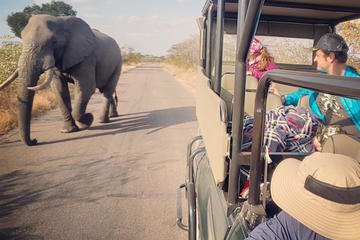 Premium Kruger Park Full-Day Private Safari
