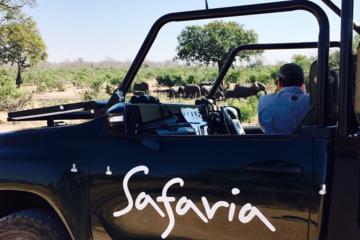 Premium Kruger Park Full-Day Safari