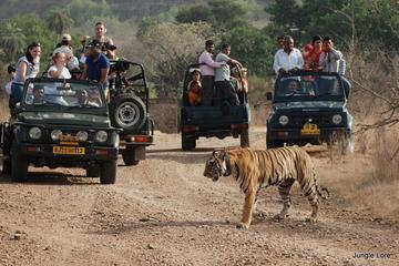 Ranthambore National Park - A Two Night Wildlife Adventure From Jaipur By Private Transfer