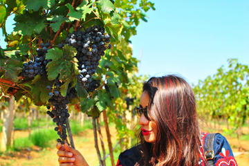 Vineyard Tour to Beautiful Nandi Hills including Wine Tasting and Private Transfer