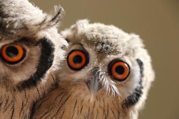 Interaction Owl experience