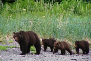Juneau Shore Excursion: Exclusive Pack Creek Bear Viewing from Juneau