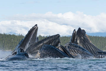 Paddle with Whales! Private Boat Charter