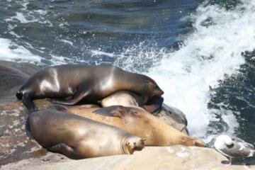 Enchanting La Jolla Small-Group Tour