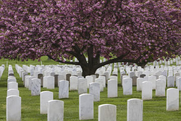 Arlington National Cemetery Hop-On Hop-Off Tour