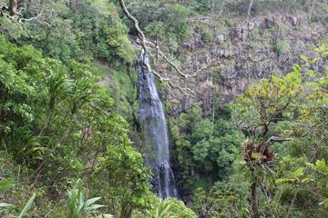 Gold Coast Lamington National Park Tour