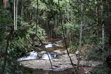 Gold Coast Mountains Tour Including Springbrook National Park and Mt Tamborine