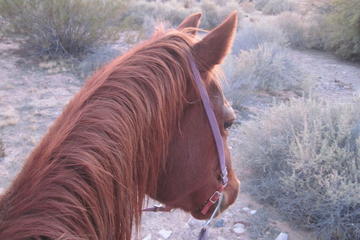 Old Spanish Trail Horseback Ride with Lunch