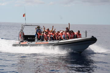 Whale and Dolphin Watching Tour from Funchal