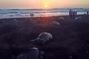 Turtle Observation Tour