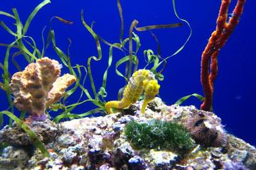 California Academy of Sciences General Admission Ticket