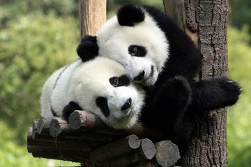 Exclusive Private Southwestern tour -Panda, Hotpot, Giant Buddha, Learn cooking