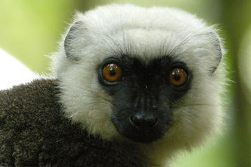 20 Day Tour of Madagascar