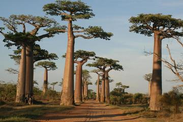 5 Day Tour Baobab Avenue Express from Antananarivo