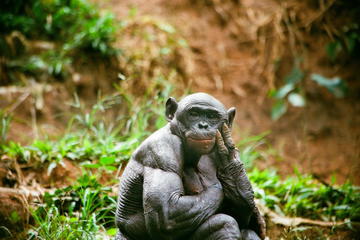 Bonobo Sanctuary Half-Day Tour (Lola Ya Bonobo)