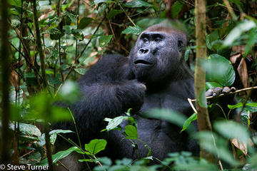 Dzanga-Sangha Special Reserve