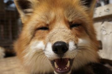 Fox Village Visit - Tokyo, Japan