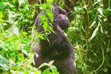 Gorillas Tracking In Kahuzi-Biega National Park  - 3 Day Tour