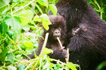 Gorillas Trekking and Nyiragongo Volcano in Virunga National Park