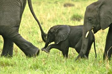 Guided Full-Day Maputo Special Reserve Small-Group Tour