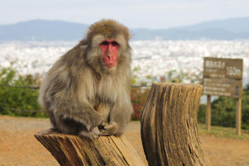 Kids Tour of Kyoto