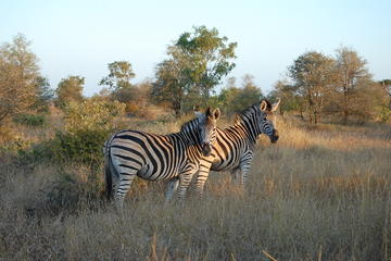Kruger National Park - Closed Vehicle - Day Tour