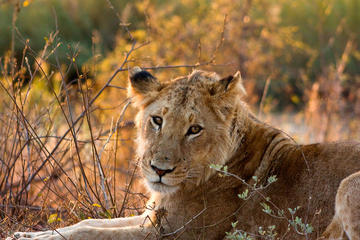 Kruger National Park - Open Vehicle - Day Tour
