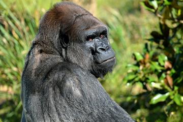 Lesio Louna Natural Reserve Gorillas - Bela Falls - 5 Day Tour From Brazzaville