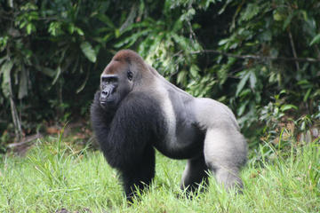 Mefou National Park
