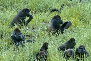 Odzala-Kokoua Park Discovery Camps- CCC Lango- Ngaga - Mboko Luxury Safari Camps